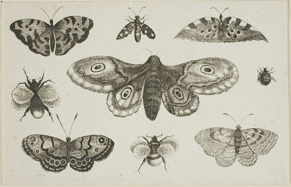 A Moth, Butterflies, and Bees, from Diversae Insectorum...Figurae by Wenceslaus Hollar