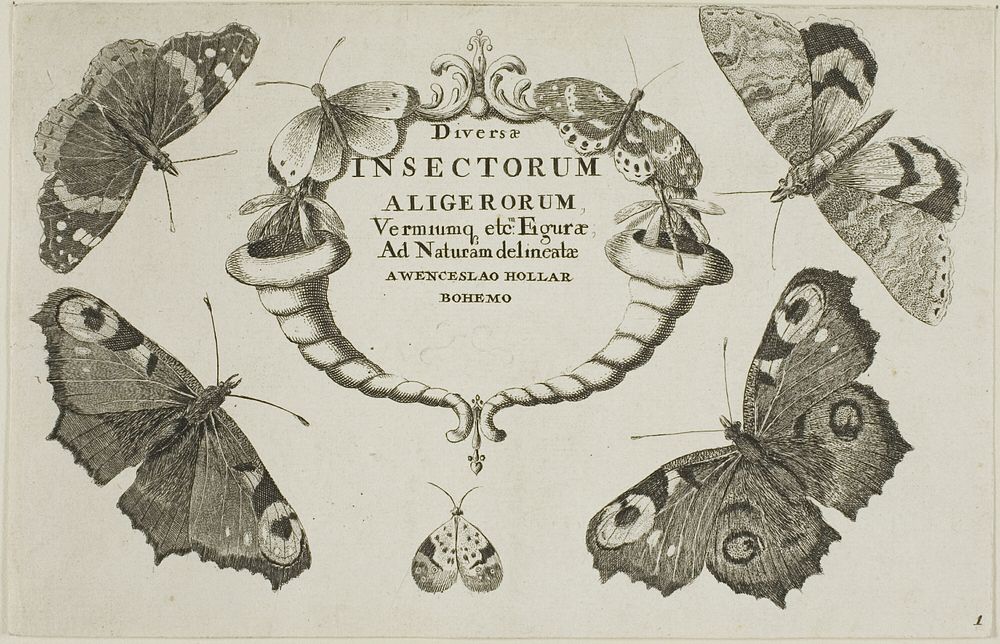 Title Page from Diversae Insectorum...Figurae by Wenceslaus Hollar