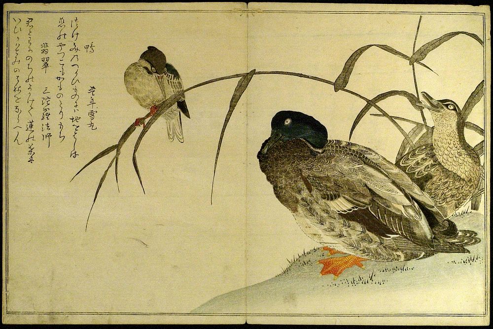 Myriad Birds: A Kyoka Competition (Momo chidori kyoka awase) by Kitagawa Utamaro