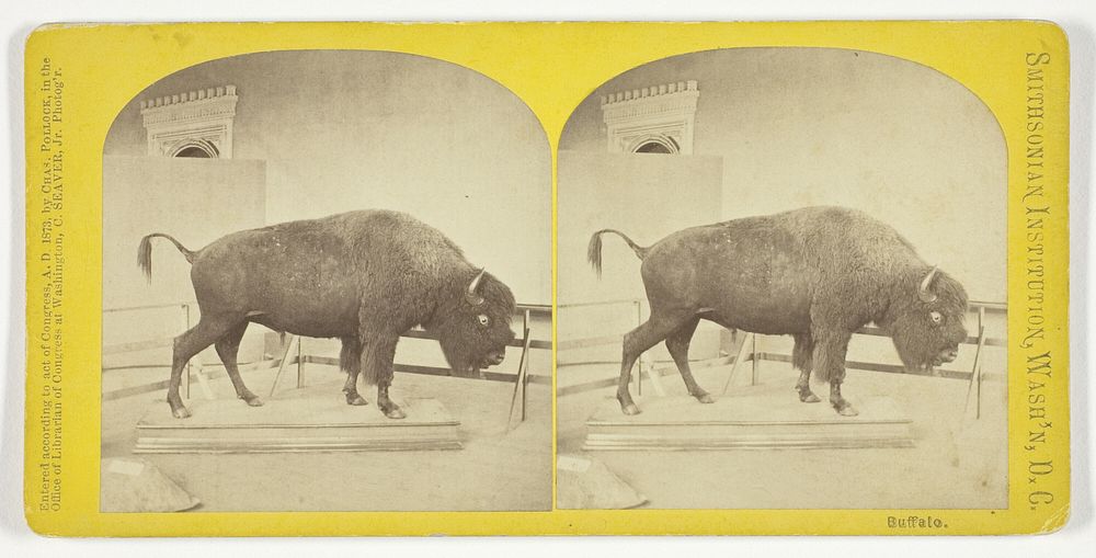 Buffalo by C. Seaver, Jr.