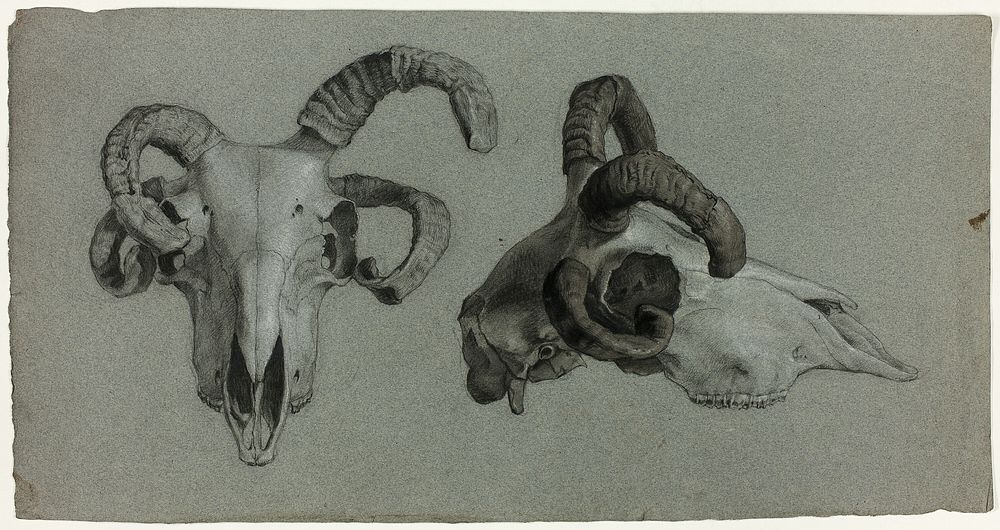 Rams' Skulls by George Hayter