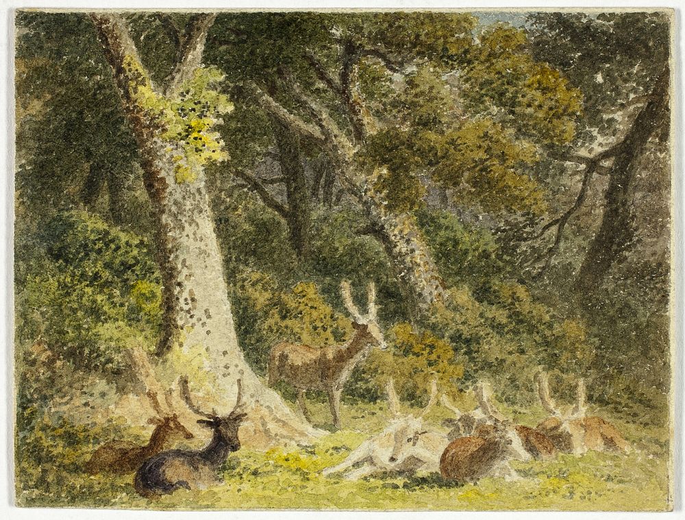 Deer Herd Resting by Robert Hills
