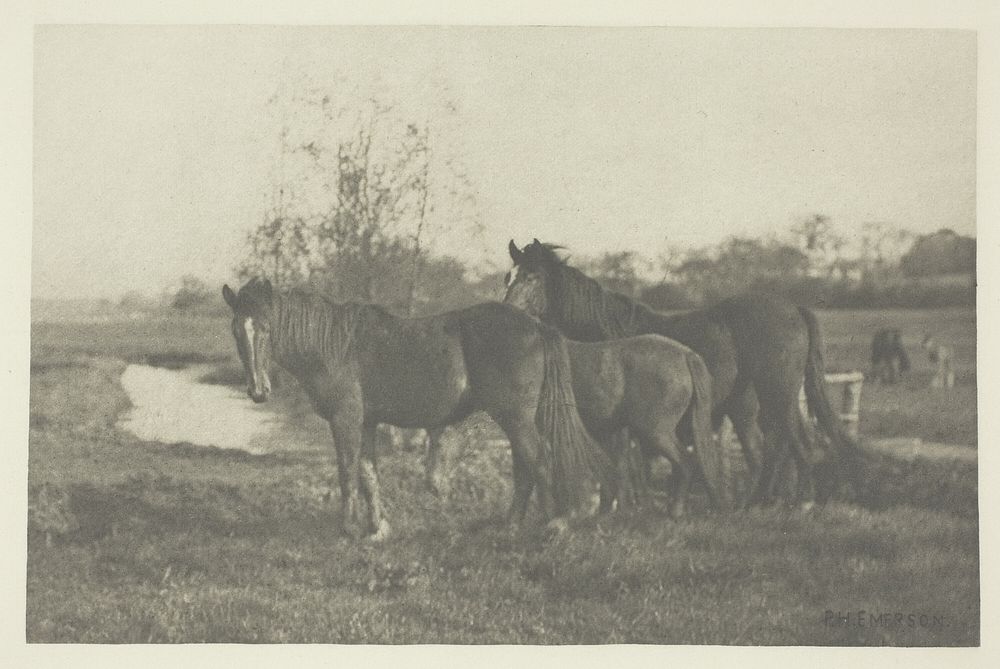Colts on a Norfolk Marsh by Peter Henry Emerson