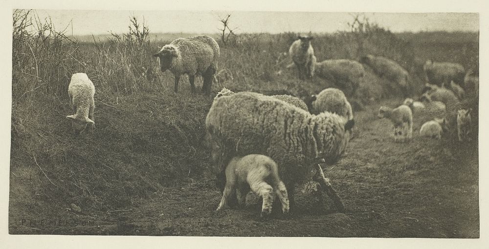 A March Pastoral (Suffolk) by Peter Henry Emerson