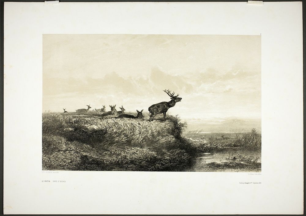 The Morning: Stags and Does by Karl Bodmer