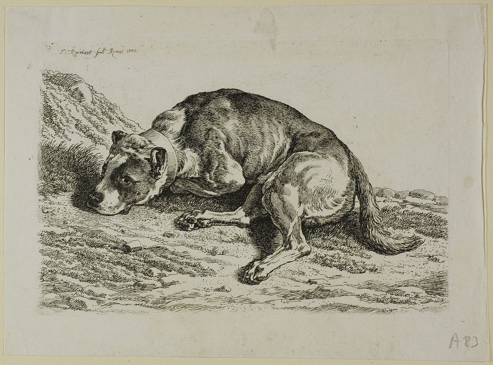 Dog Laying Down, from from Die Zweite Thierfolge by Johann Christian Reinhart