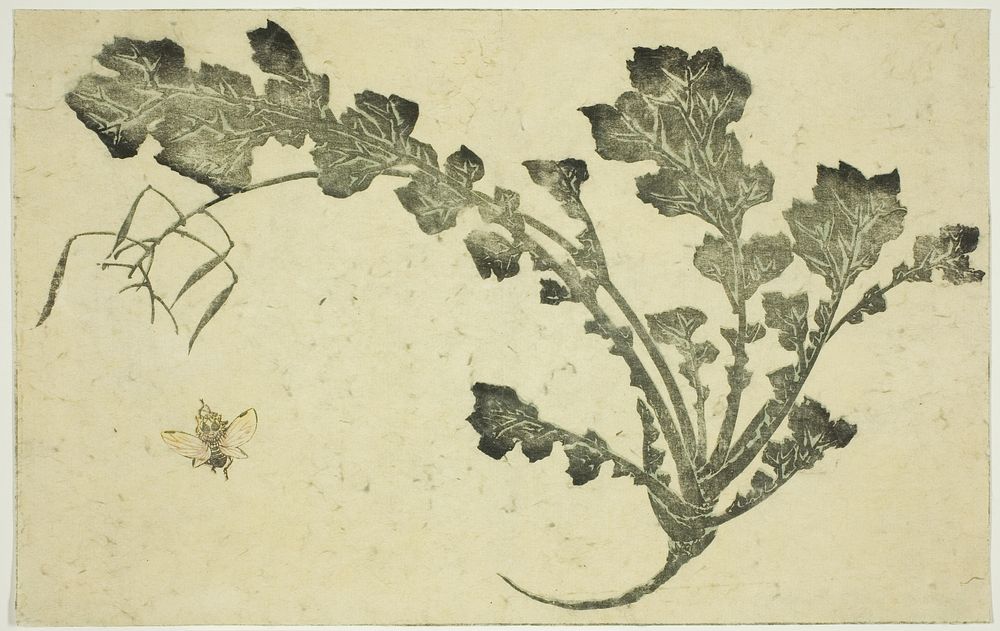 Wasp and turnip stalk, from "The Picture Book of Realistic Paintings of Hokusai (Hokusai shashin gafu)" by Katsushika Hokusai
