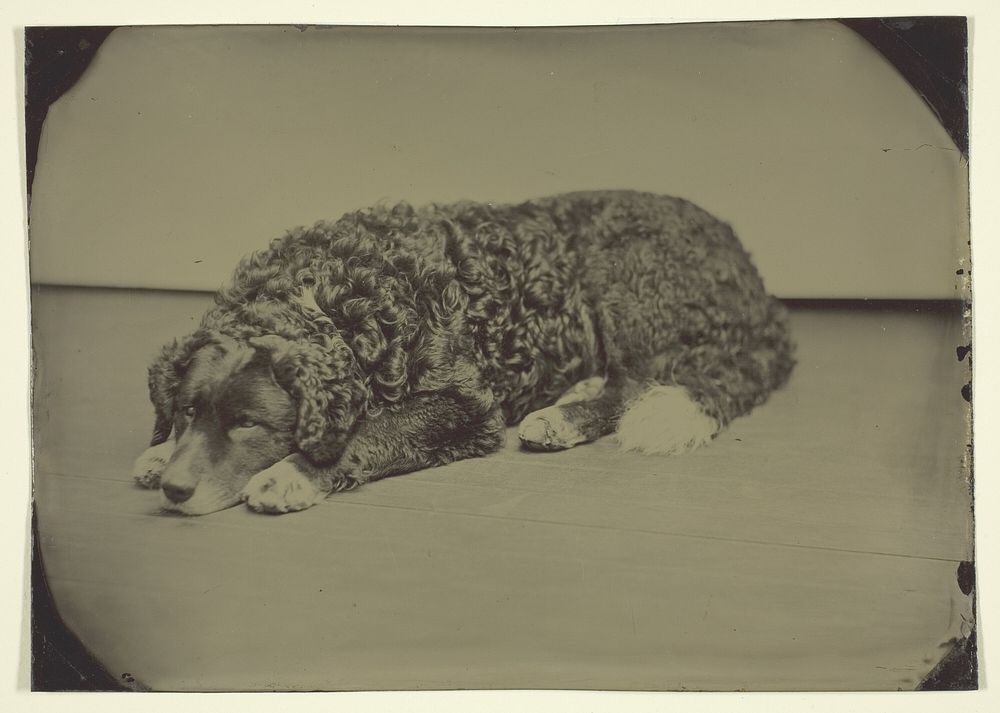 Untitled (Dog) by Unknown
