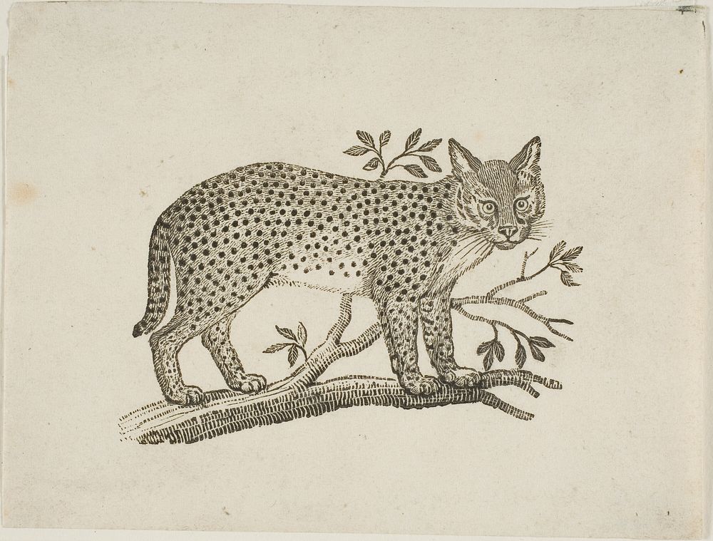 The Serval by Thomas Bewick