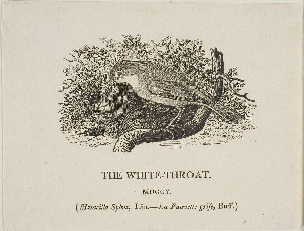 White Throat (Bird) by Thomas Bewick
