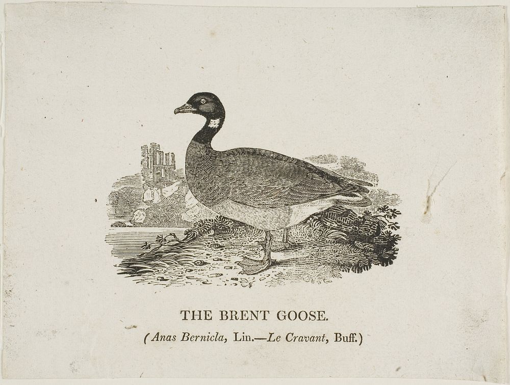 Brent Goose by Thomas Bewick