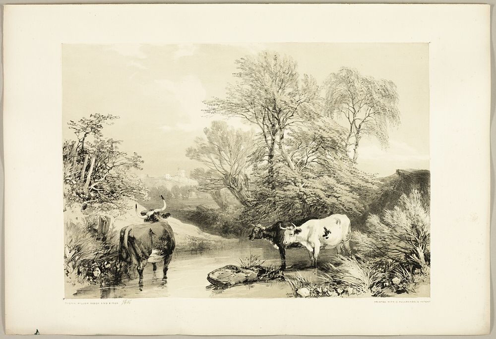 Thorn, Willow, Beech and Birch, from The Park and the Forest by James Duffield Harding