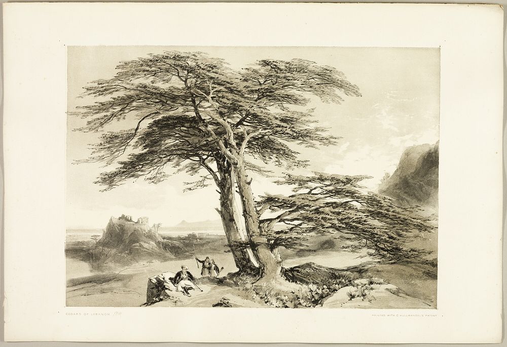 Cedars of Lebanon, from The Park and the Forest by James Duffield Harding