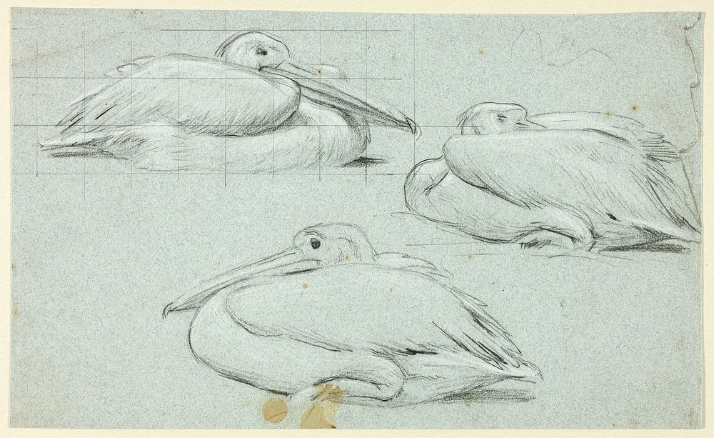 Three Sketches of Pelicans by Henry Stacy Marks