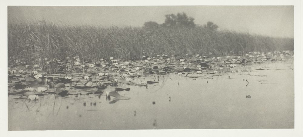 Water-Lilies by Peter Henry Emerson