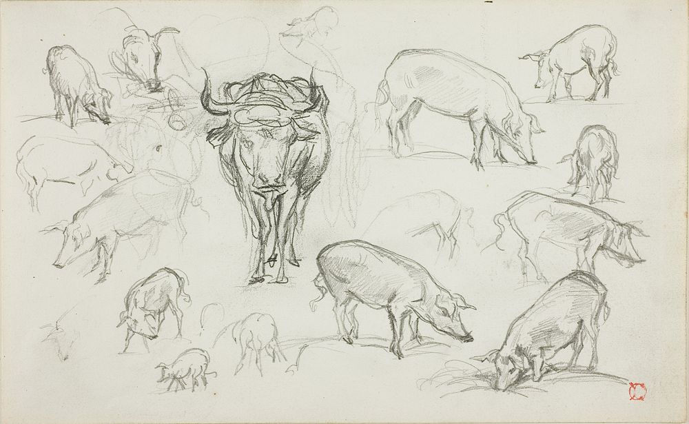 Sketches of Swine and an Ox by Charles François Daubigny