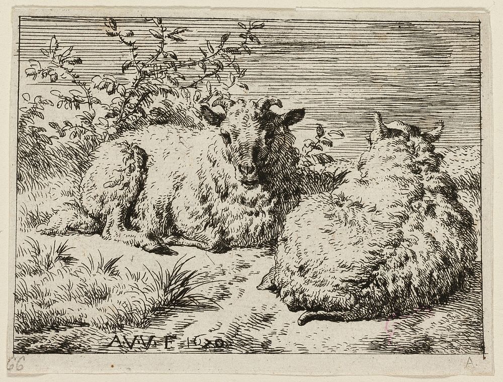 Two Sheep by Adriaen van de Velde
