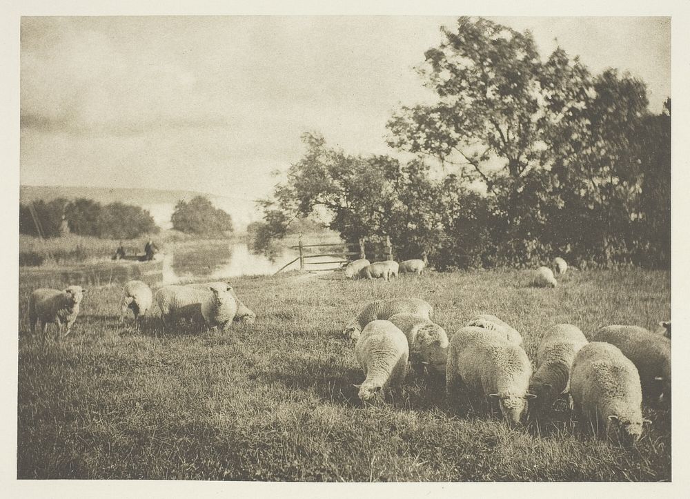 A Study of Sheep by J. B. B. Wellington