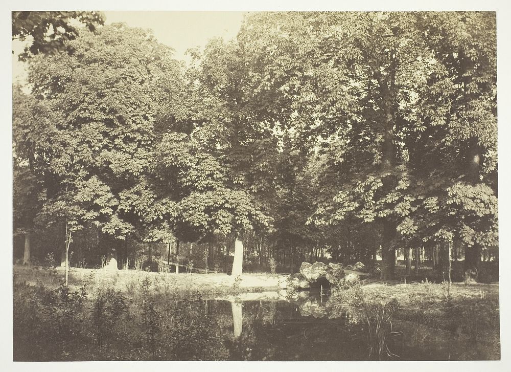 Untitledprint, from the series "Bois de Boulogne" by Charles Marville