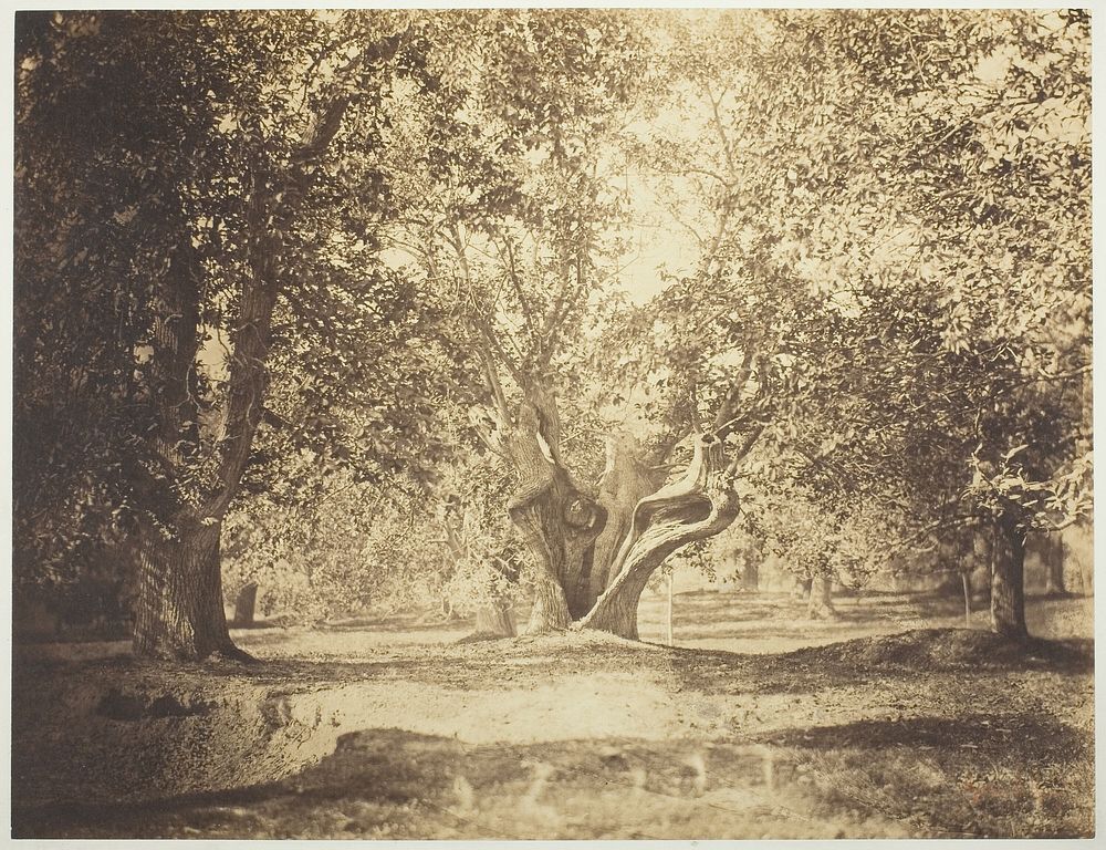 Tree, Forest of Fontainebleau by Gustave Le Gray