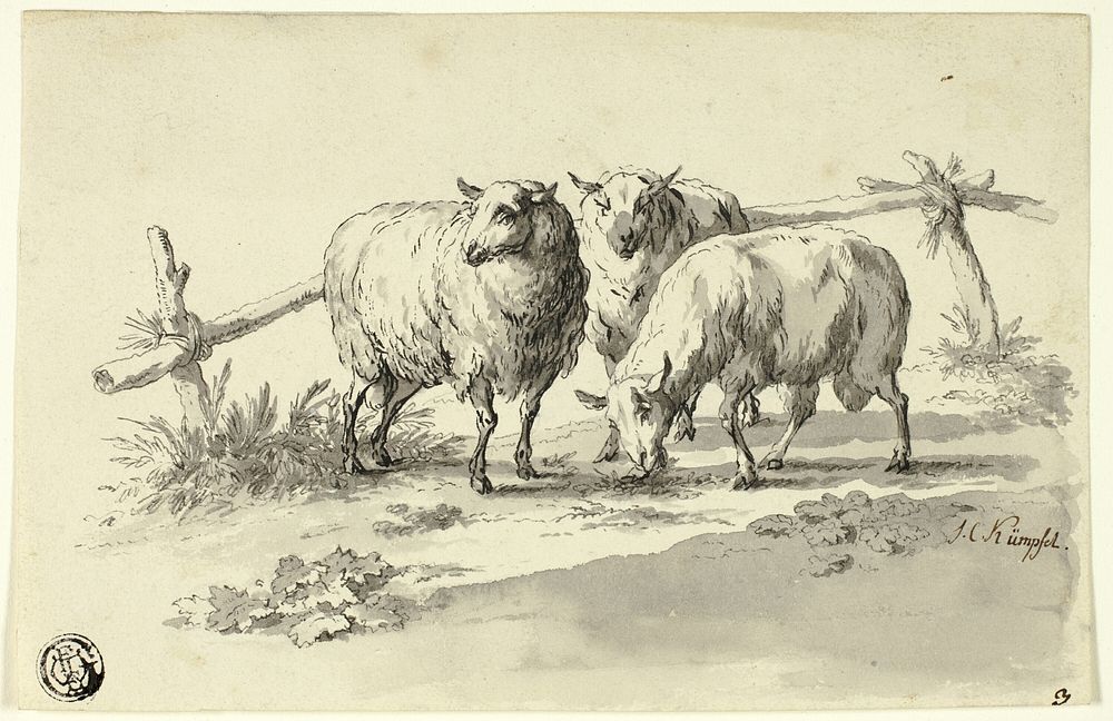 Sheep by Johann Christoph Kimpfel