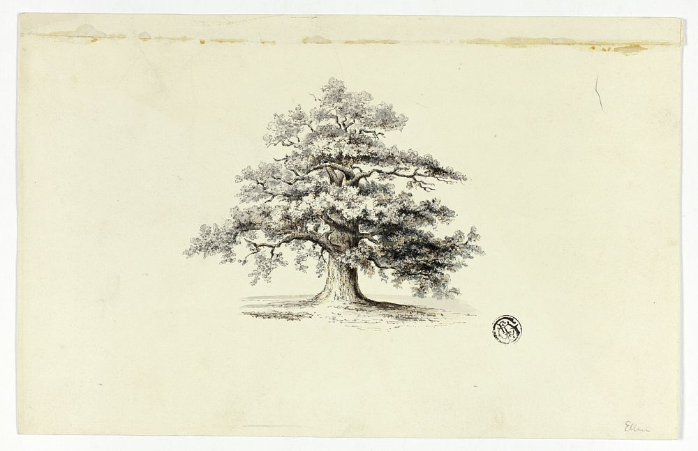 Oak Tree by Unknown artist (Unknown Amateur)
