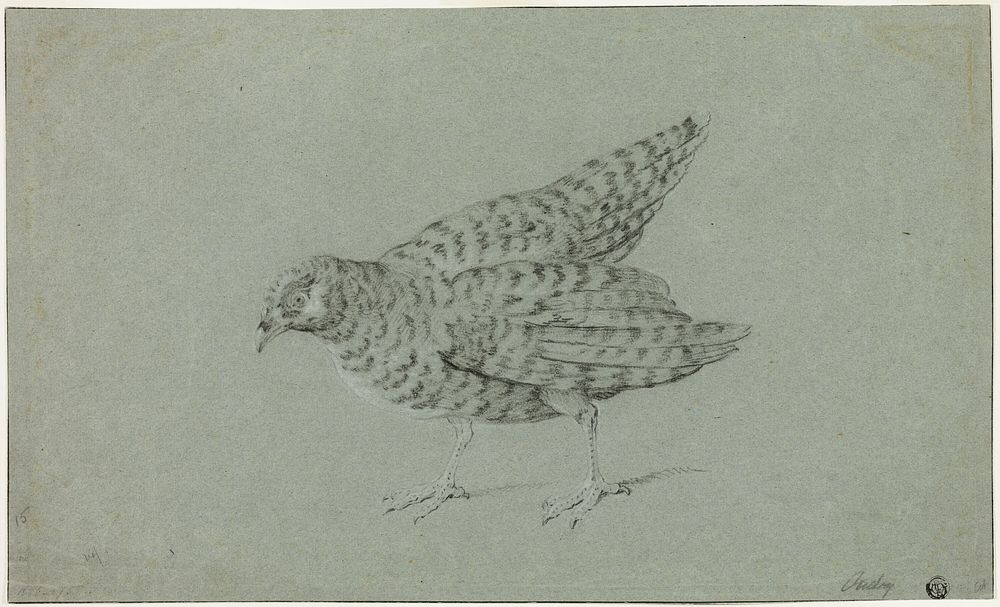 Partridge by Jean-Baptiste Oudry