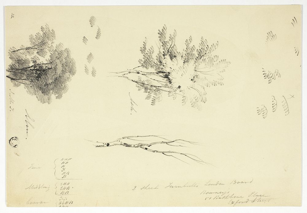 Sketches of Elm and Ash Trees by Unknown artist