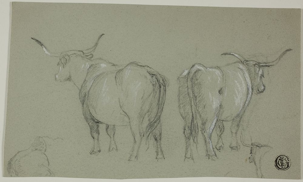Sketches of White Cattle from the Maremma by Unknown artist
