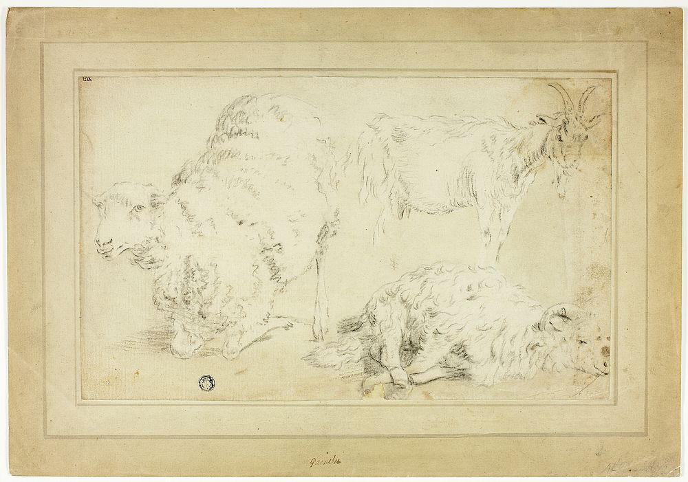 Sketches of Sheep and Goat by Unknown artist