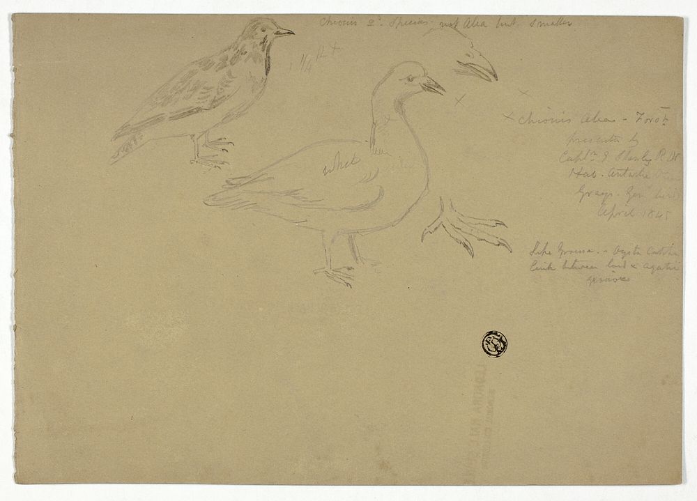 Sketches of Birds by Henry Stacy Marks