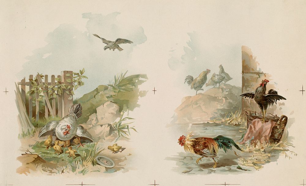 Two images of chickens on one sheet