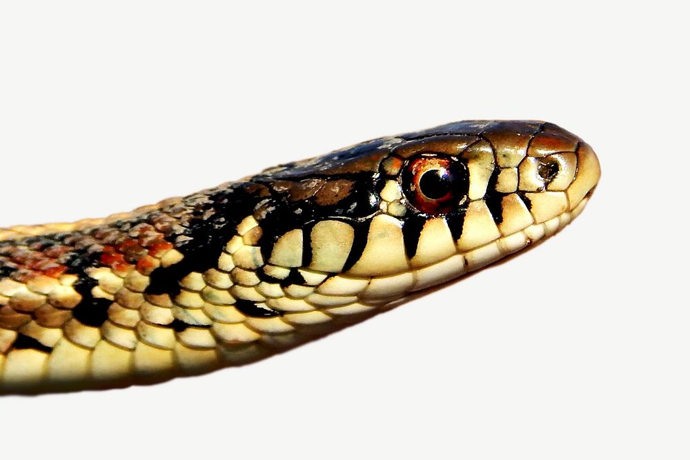 Garter snake animal  collage element psd