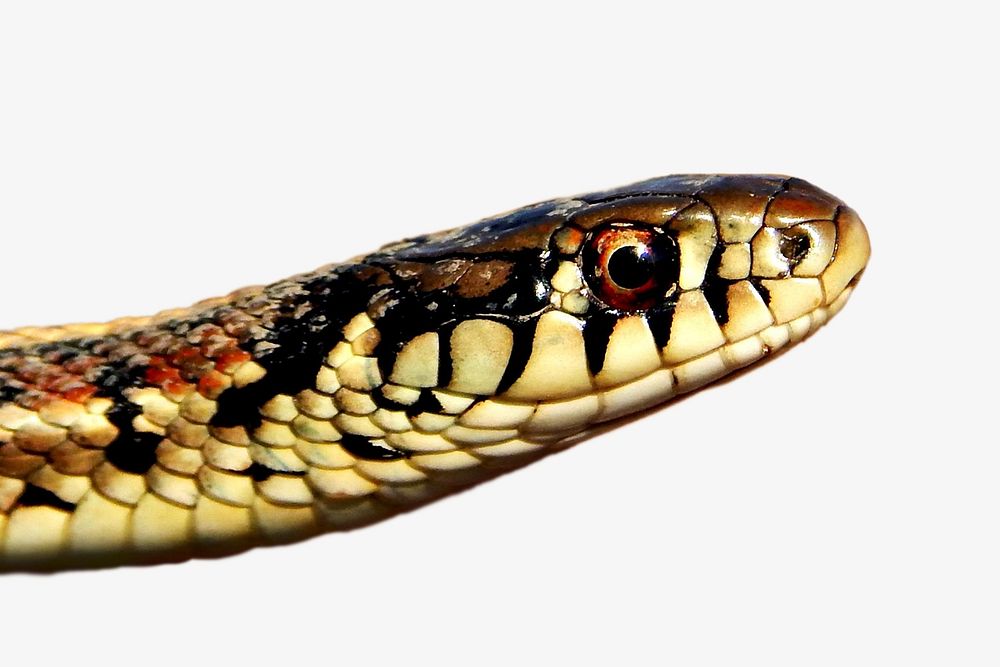 Garter snake, animal isolated design