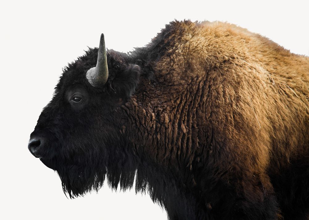 Bison animal  isolated design