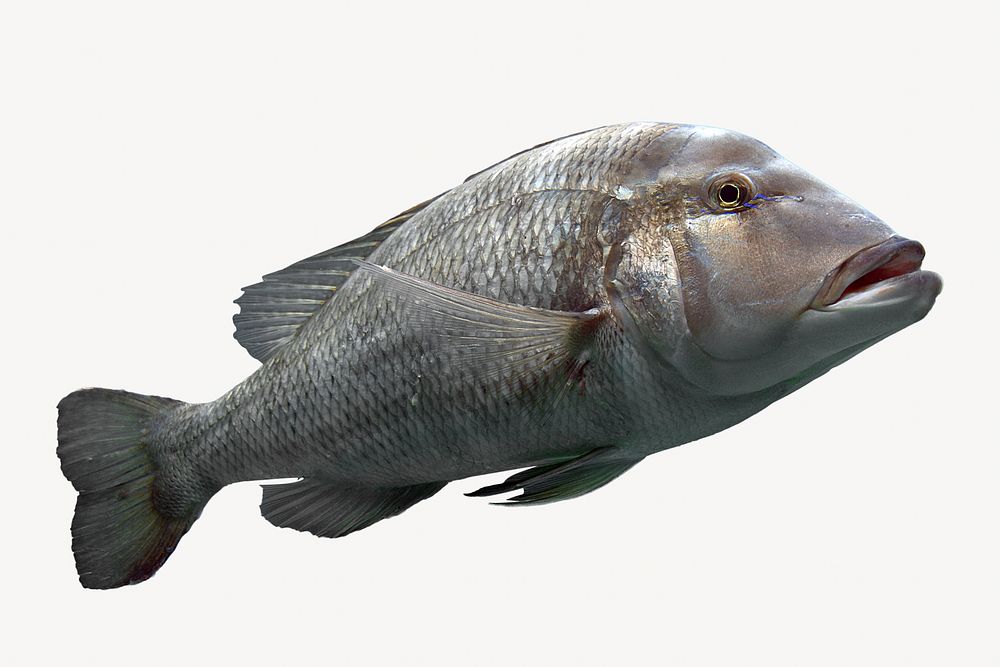 Giant grouper fish isolated design