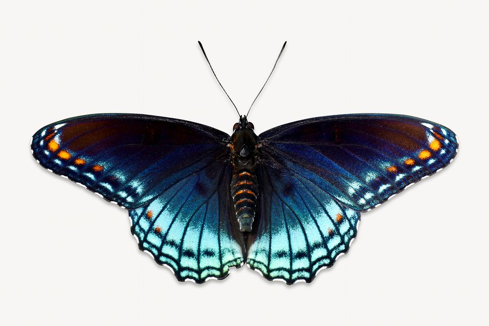 Blue butterfly animal isolated design