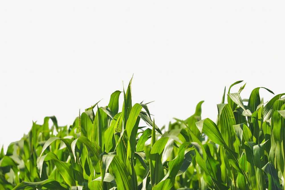 Green corn leaves border background   image
