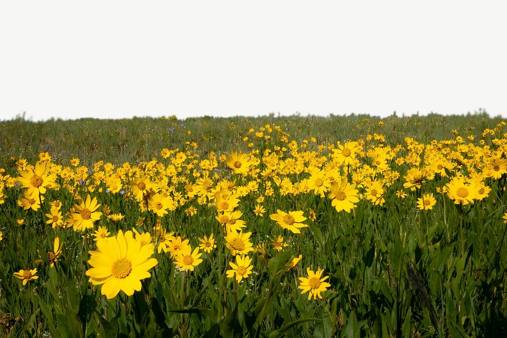 Yellow flowers meadow, border background   psd
