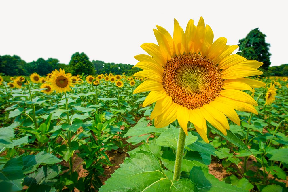 Sunflower field, border background   image