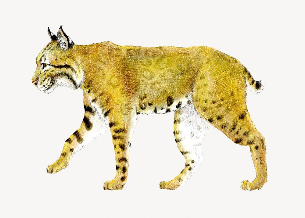 Bobcat wild animal isolated design