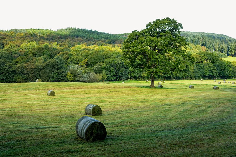 Green hay bales field, border Free Photo rawpixel