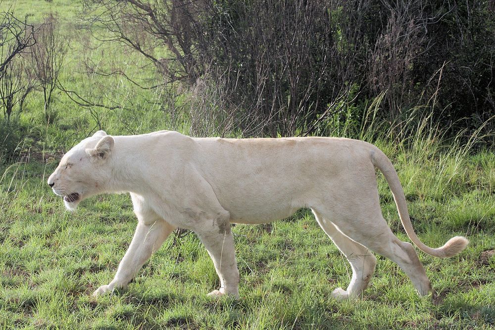 The white lion 