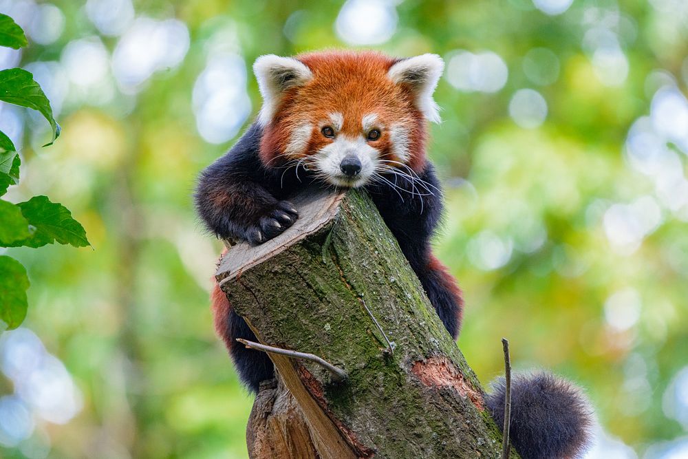 Red Panda, mammal wild animal.