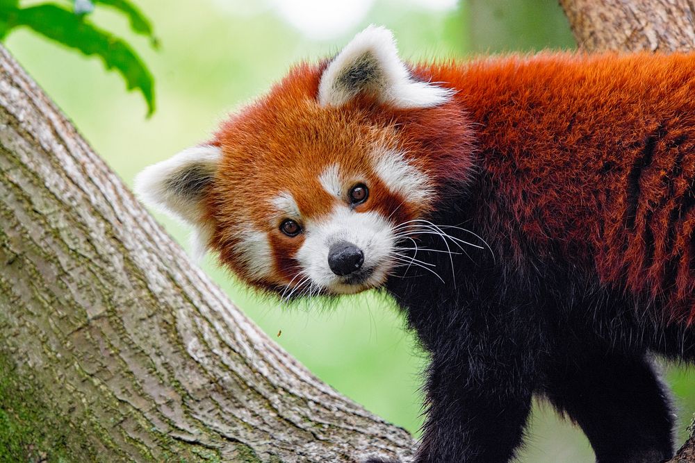 Red Panda, mammal wild animal.
