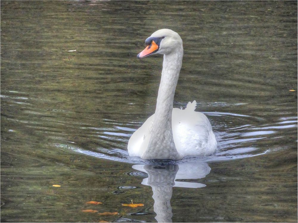 Floating white swan, bird animal.