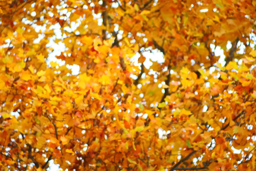 Red Maple leaves, fall season.