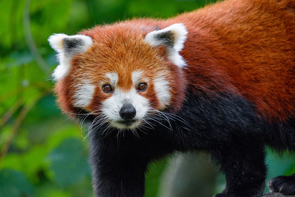 Red Panda, mammal wild animal.