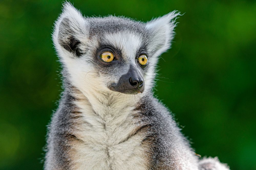 Ring-tailed lemur, primate wildlife.