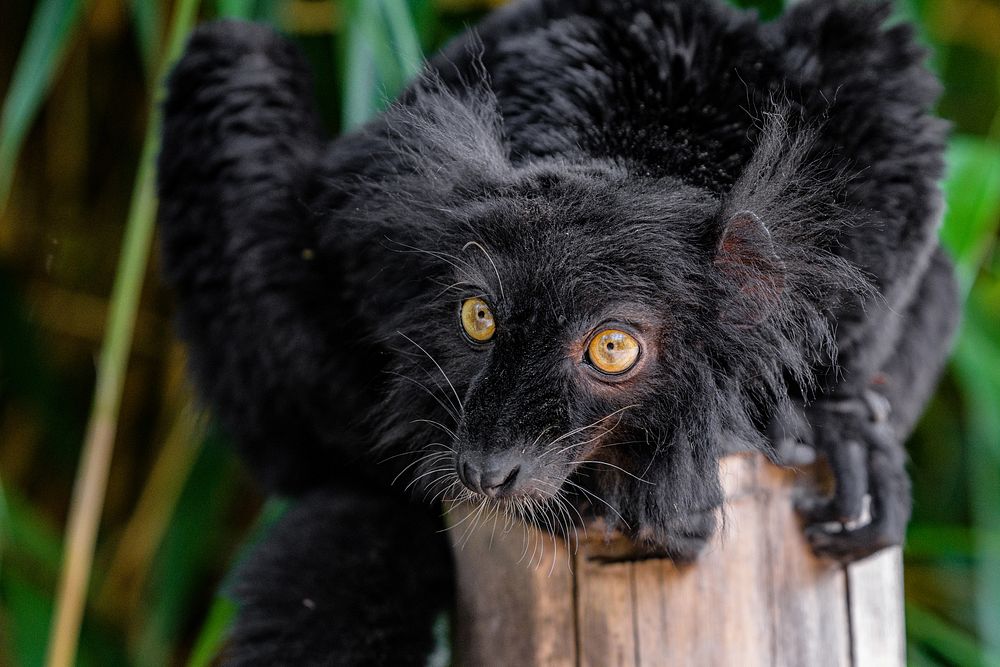 Black lemur, primate wild animal.